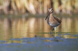 Bekasina otavní  ( Gallinago gallinago )