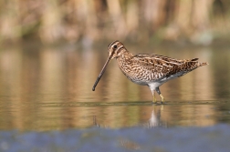 Bekasina otavní  ( Gallinago gallinago )