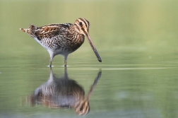 Bekasina otavní  ( Gallinago gallinago )