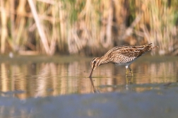 Bekasina otavní  ( Gallinago gallinago )