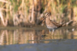 Bekasina otavní  ( Gallinago gallinago )