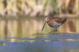 Bekasina otavní  ( Gallinago gallinago )