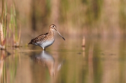 Bekasina otavní  ( Gallinago gallinago )