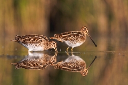 Bekasina otavní  ( Gallinago gallinago )