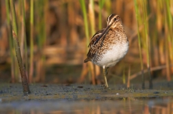 Bekasina otavní  ( Gallinago gallinago )