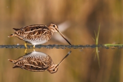 Bekasina otavní  ( Gallinago gallinago )