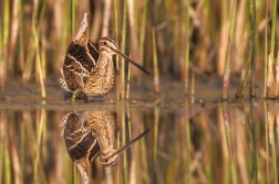 Bekasina otavní  ( Gallinago gallinago )