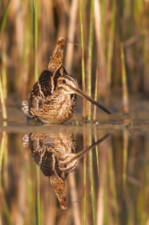 Bekasina otavní  ( Gallinago gallinago )