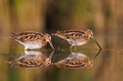 Bekasina otavní  ( Gallinago gallinago )