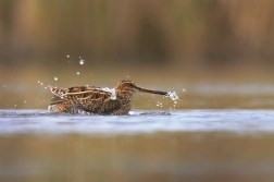 Bekasina otavní  ( Gallinago gallinago )