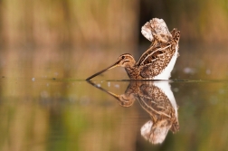 Bekasina otavní  ( Gallinago gallinago )