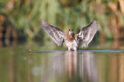 Bekasina otavní  ( Gallinago gallinago )