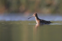 Bekasina otavní  ( Gallinago gallinago )