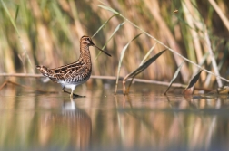 Bekasina otavní  ( Gallinago gallinago )