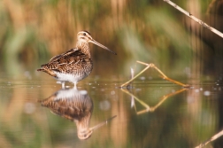 Bekasina otavní  ( Gallinago gallinago )