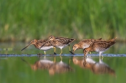 Bekasina otavní ( Gallinago gallinago )