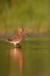 Bekasina otavní ( Gallinago gallinago )