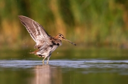 Bekasina otavní ( Gallinago gallinago )