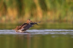 Bekasina otavní ( Gallinago gallinago )