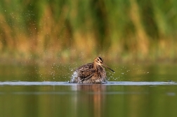 Bekasina otavní ( Gallinago gallinago )