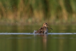 Bekasina otavní ( Gallinago gallinago )