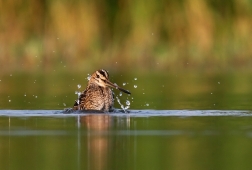 Bekasina otavní ( Gallinago gallinago )