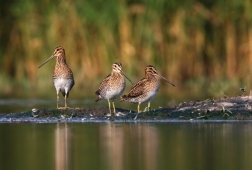 Bekasina otavní ( Gallinago gallinago )