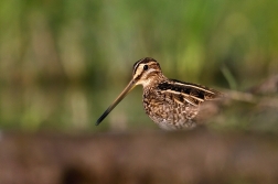 Bekasina otavní ( Gallinago gallinago )