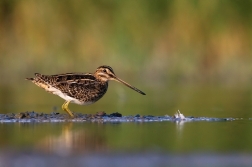 Bekasina otavní ( Gallinago gallinago )