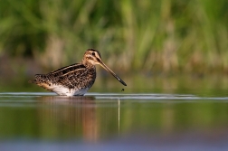 Bekasina otavní ( Gallinago gallinago )