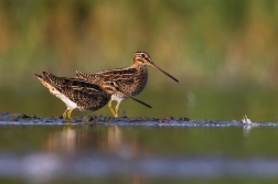 Bekasina otavní ( Gallinago gallinago )