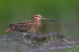 Bekasina otavní ( Gallinago gallinago )