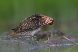 Bekasina otavní ( Gallinago gallinago )