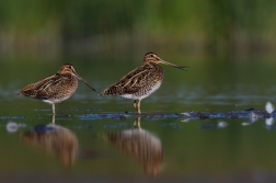 Bekasina otavní ( Gallinago gallinago )