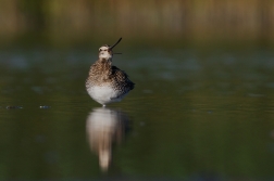 Bekasina otavní ( Gallinago gallinago )