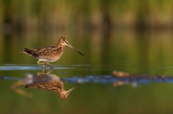 Bekasina otavní ( Gallinago gallinago )