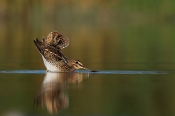 Bekasina otavní ( Gallinago gallinago )