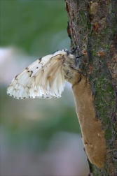 Bekyně velkohlavá ( Lymantria dispar )