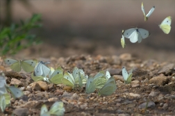 Bělásek zelný ( Pieris brassicae )