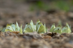 Bělásek zelný ( Pieris brassicae )