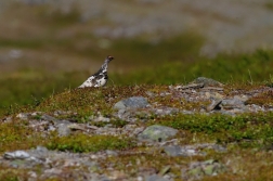 Bělokur horský ( Lagopus muta )