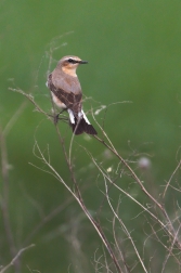 Bělořit šedý  ( Oenanthe oenanthe )