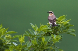 Bělořit šedý  ( Oenanthe oenanthe )