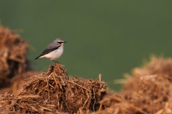 Bělořit šedý  ( Oenanthe oenanthe )