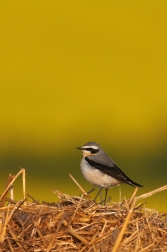 Bělořit šedý  ( Oenanthe oenanthe )