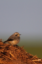 Bělořit šedý  ( Oenanthe oenanthe )