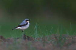 Bělořit šedý  ( Oenanthe oenanthe )