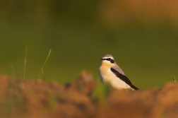 Bělořit šedý  ( Oenanthe oenanthe )