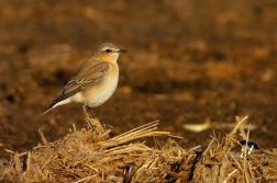 Bělořit šedý  ( Oenanthe oenanthe )