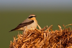 Bělořit šedý  ( Oenanthe oenanthe )